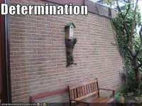 determination-cat-birdhouse.jpg