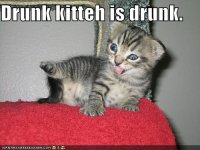 drunk-kitten.jpg