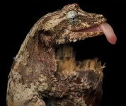 MM-393 (Leaf-tailed Gecko).jpg