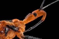 MM-415 (Milkweed Assassin Bug).jpg