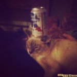 beer on a cat.jpg