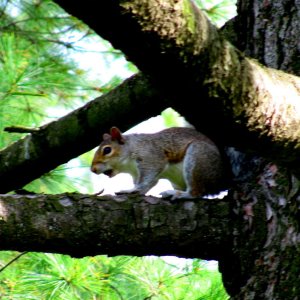 Squirrel framed by triangle