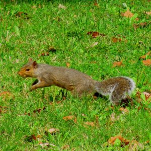 Jumping Squirrel