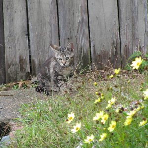 baby kittty