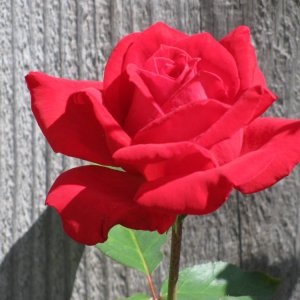 pretty rose