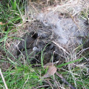 baby bunnies!