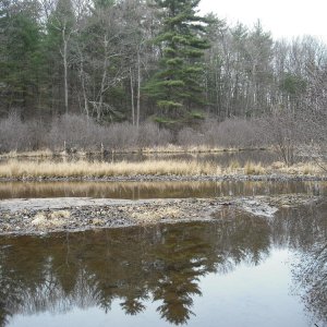 A shot of the pond