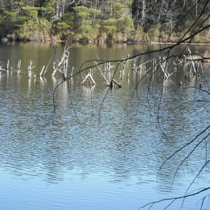 Another side view. A little bit obstructed by branches, but it is another relaxing area along the pond