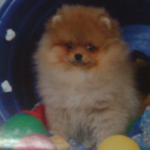 pomeranian