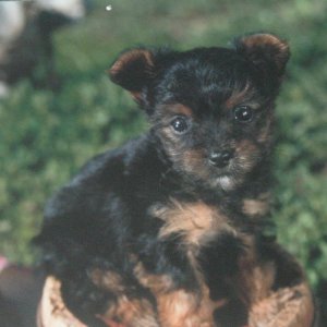 yorkie