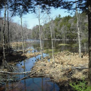 The result of a lot of beaver activity in the area