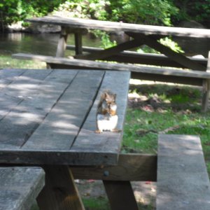 A red squirrel I saw at the entrance to the trails at Devil's Hopyard. The funny thing was it waited for me to take the picture before it ran off