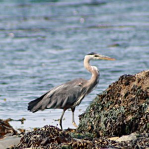 Heron walking like an egyptian.