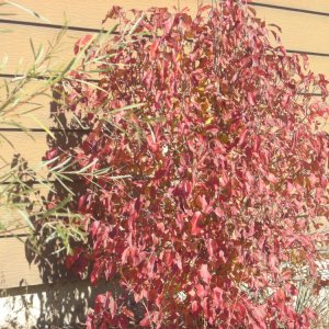 A beautiful plant around the side of their house.