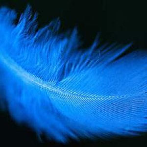 Gorgeous feather!