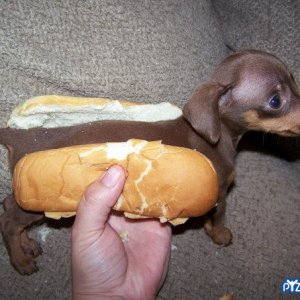 hotdogpuppy