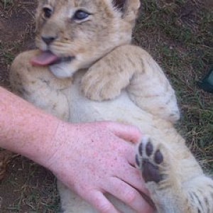 lion cub