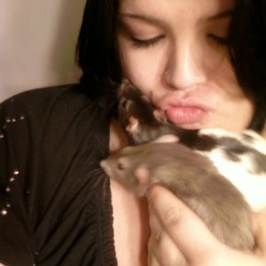 My two rats Mynx and Josie