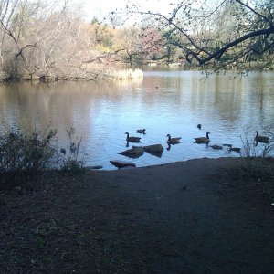 ducks at the south end of the pond