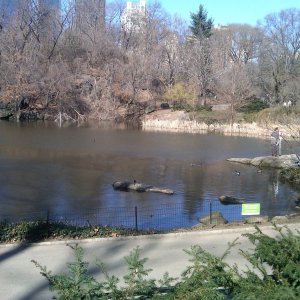 ducks at the north end of the pond