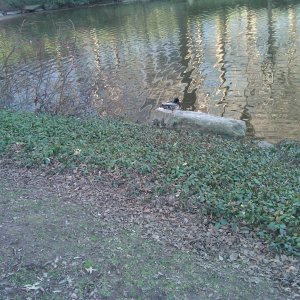 duck near the south end of the pond