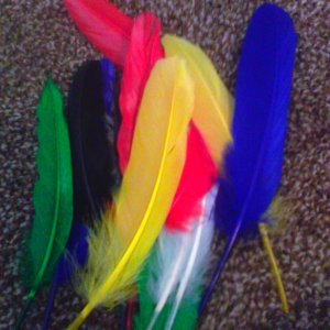 smaller stiff feathers