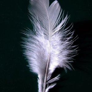 A single white feather!   Could you handle it if i tickled you with this?