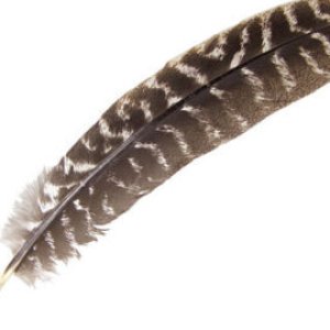 feather