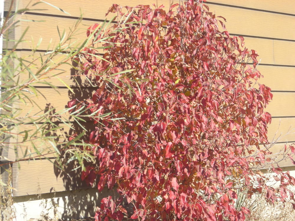 A beautiful plant around the side of their house.