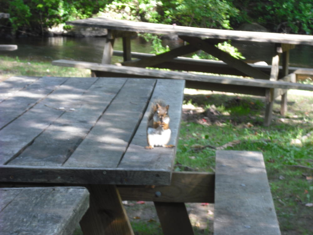 A red squirrel I saw at the entrance to the trails at Devil's Hopyard. The funny thing was it waited for me to take the picture before it ran off