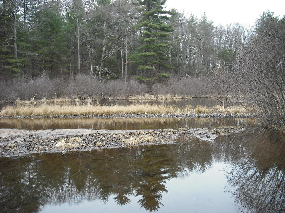 A shot of the pond