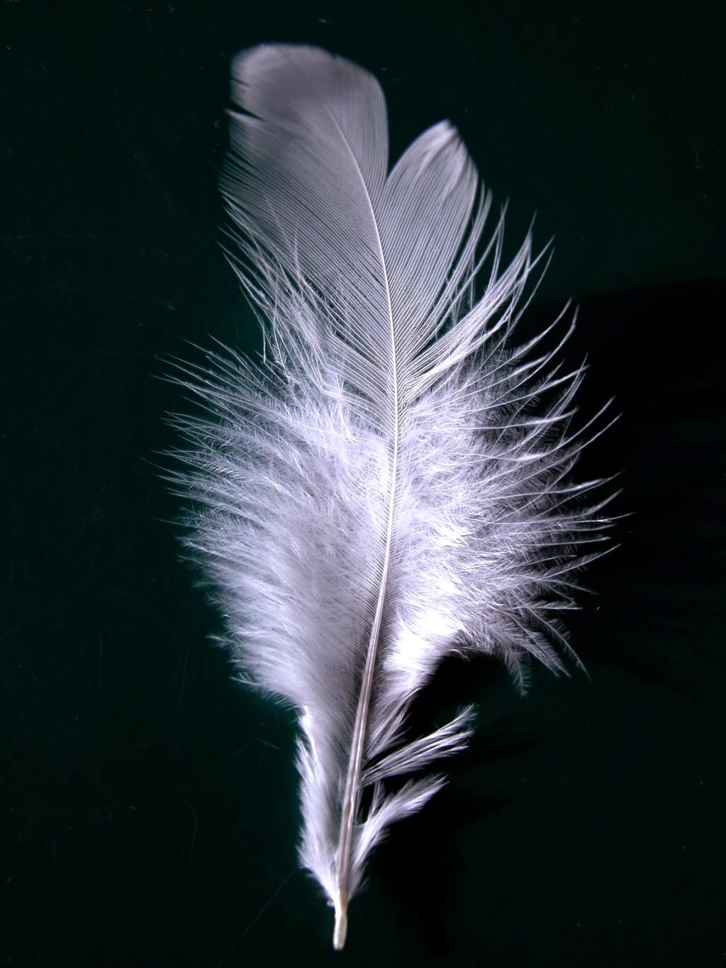 A single white feather!   Could you handle it if i tickled you with this?