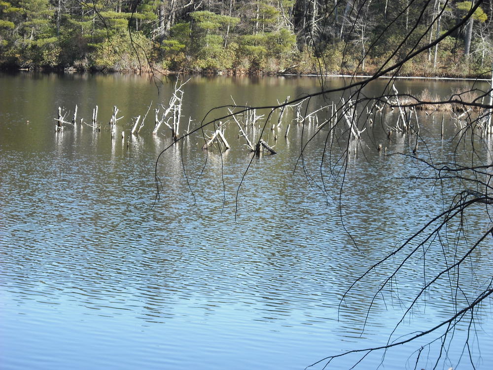 Another side view. A little bit obstructed by branches, but it is another relaxing area along the pond