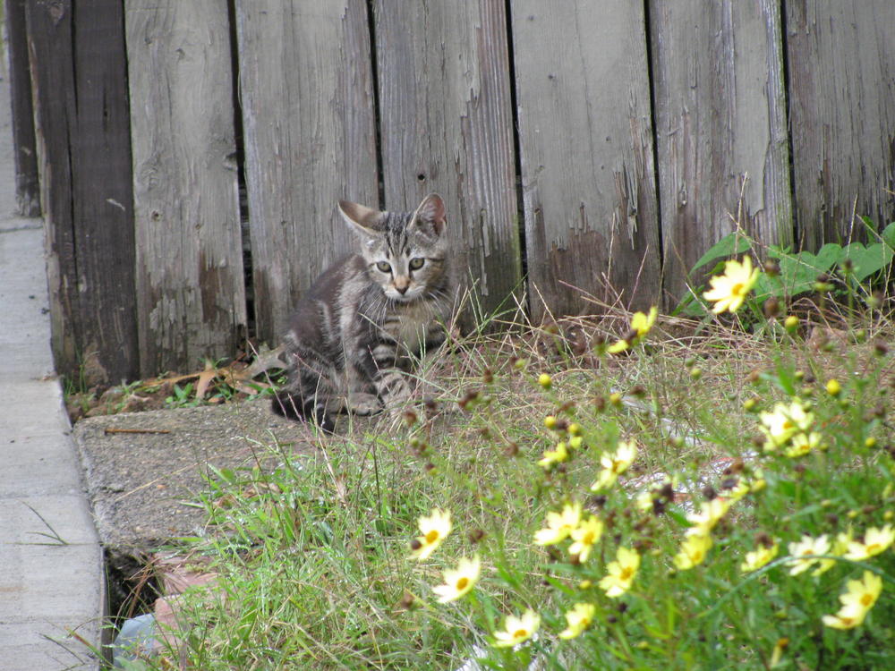 baby kittty