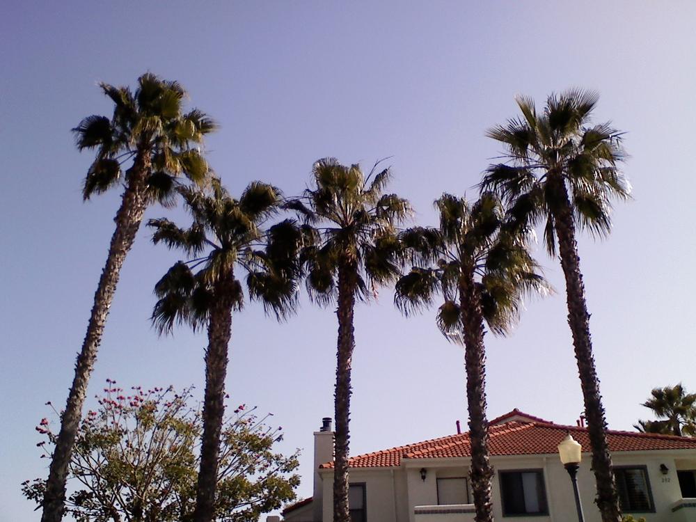 Breezy California Palms baby!