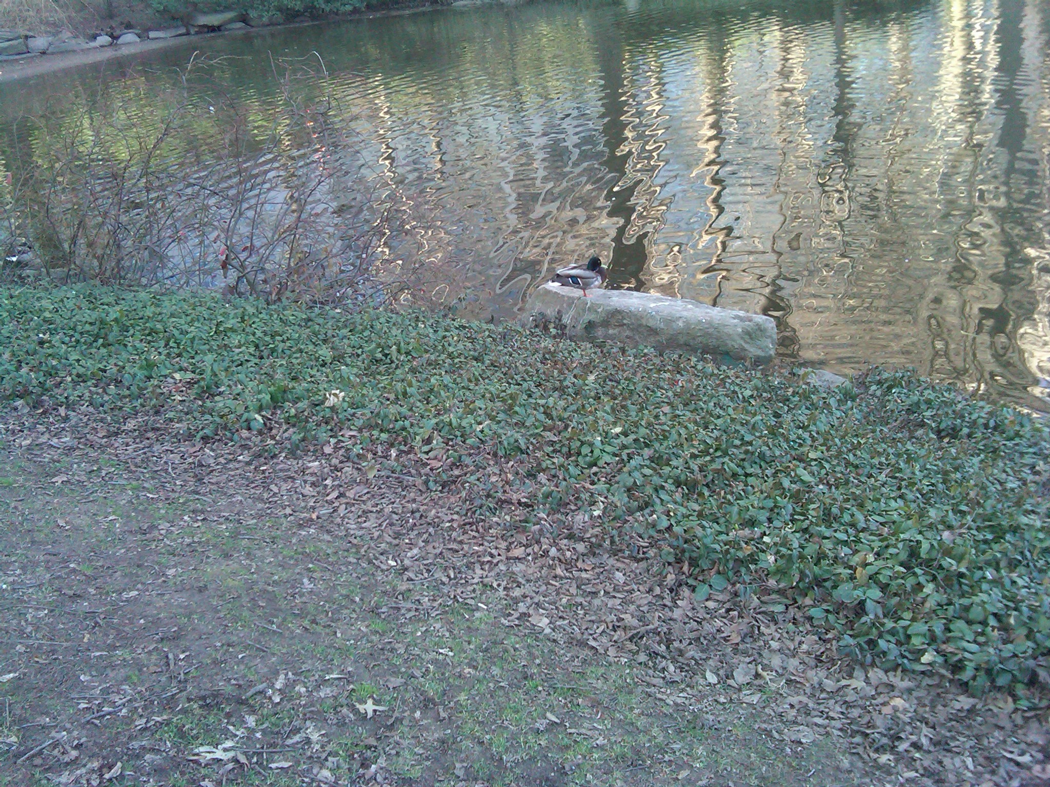 duck near the south end of the pond