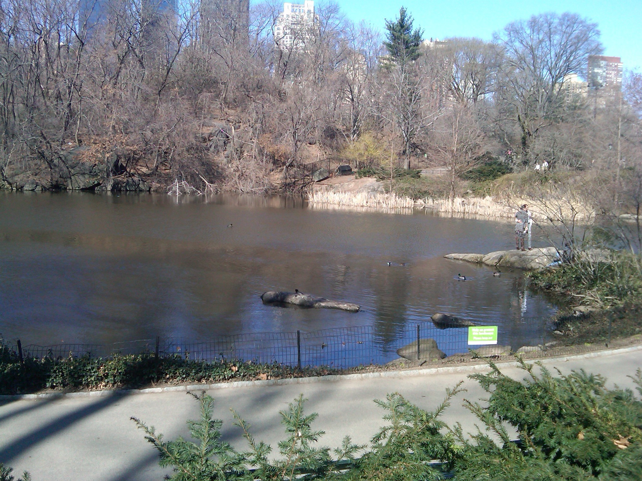 ducks at the north end of the pond