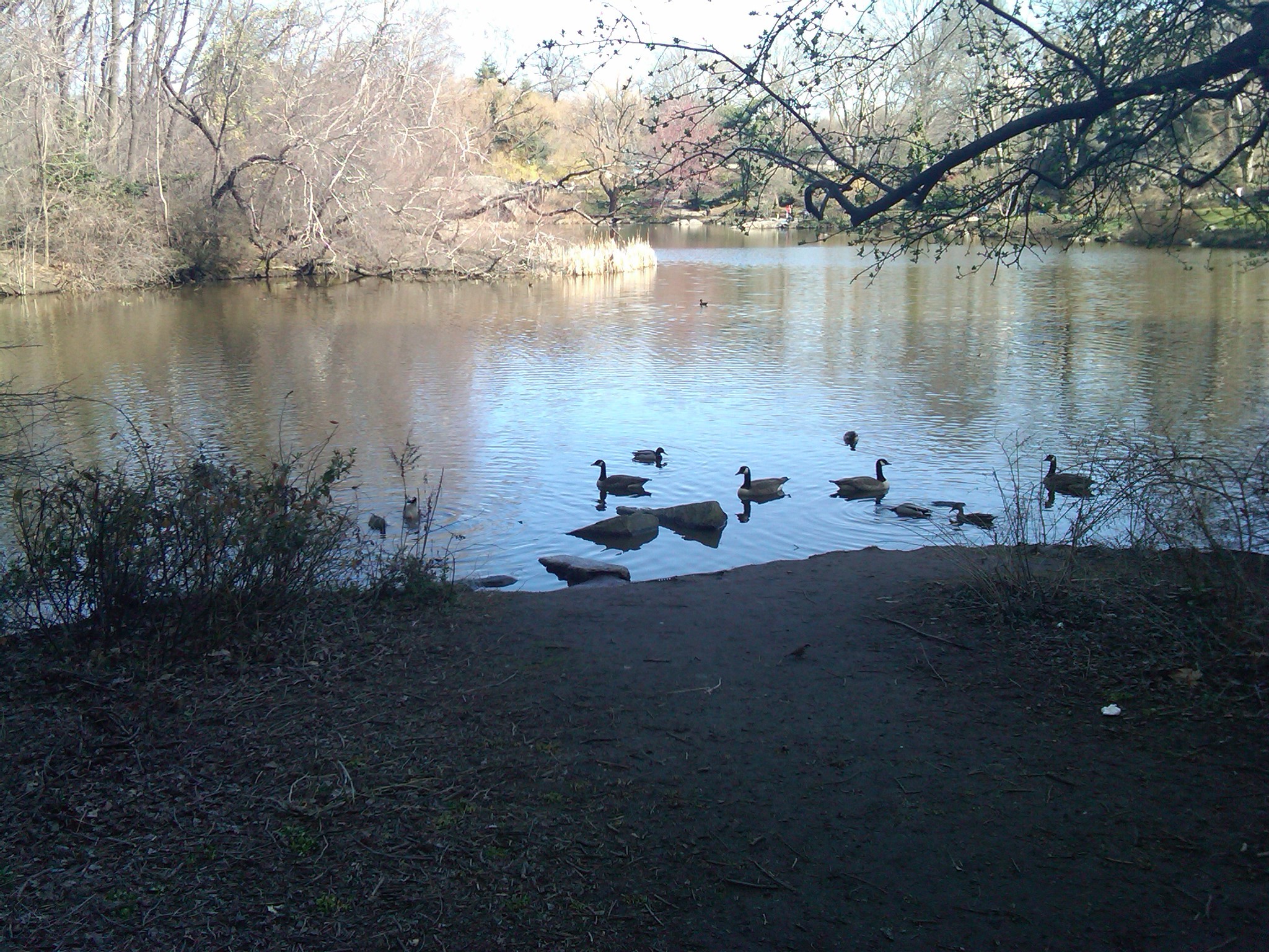 ducks at the south end of the pond