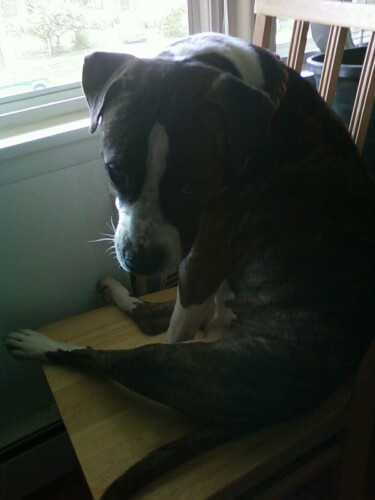 duh2..What dog sits like this??????