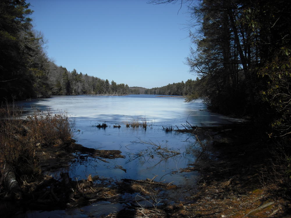 First view of the pond, still somewhat frozen