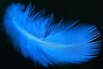 Gorgeous feather!