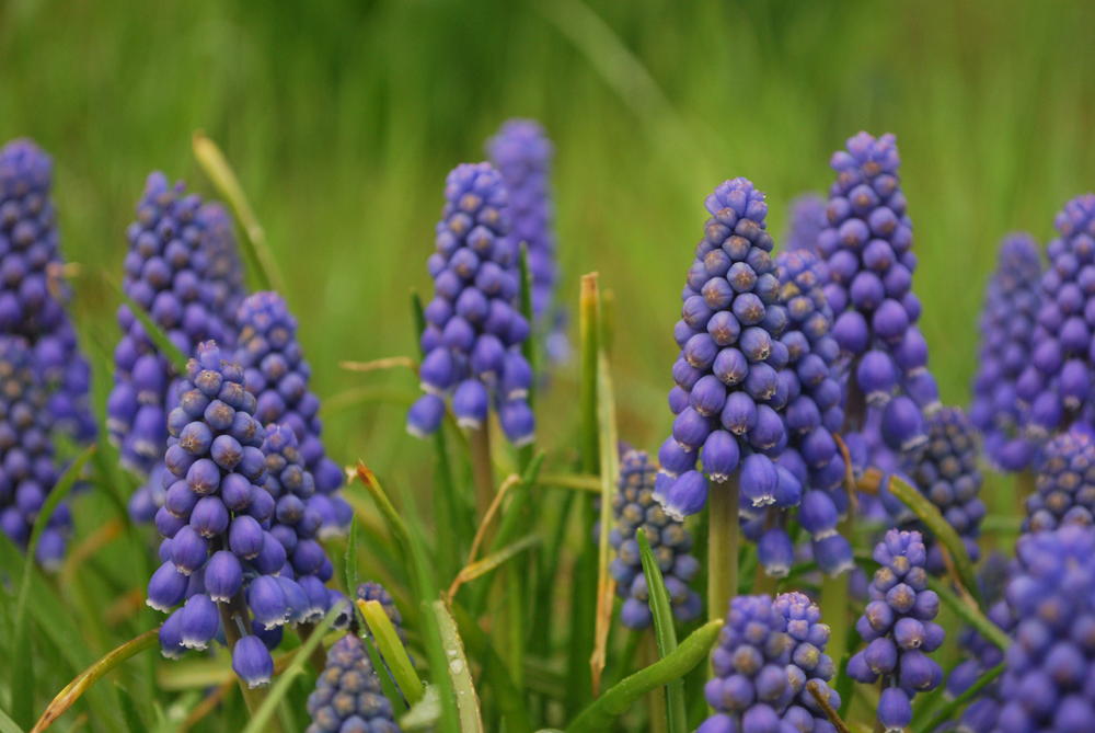 Grape Hyacinth 

Taken in Binghamton NY