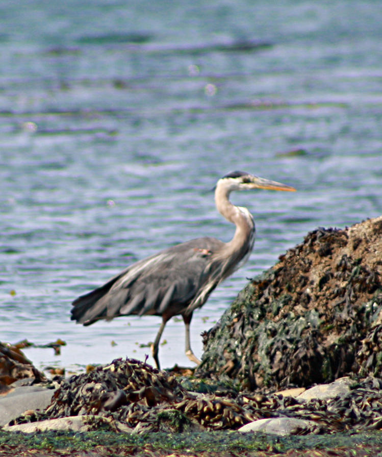 Heron walking like an egyptian.