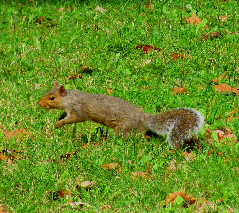 Jumping Squirrel