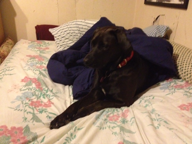 My doggy, Molly, on my bed