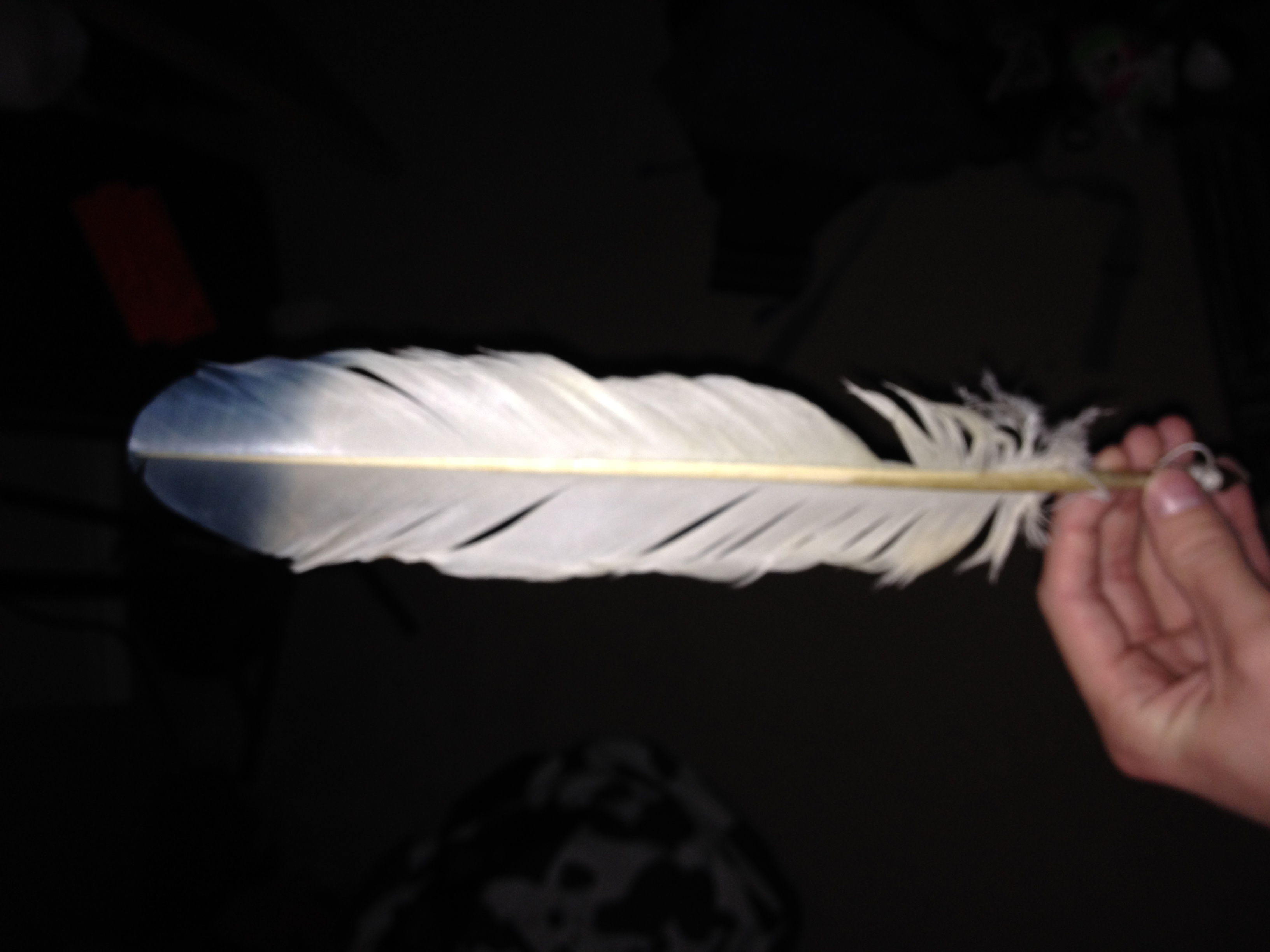 My newest feather.