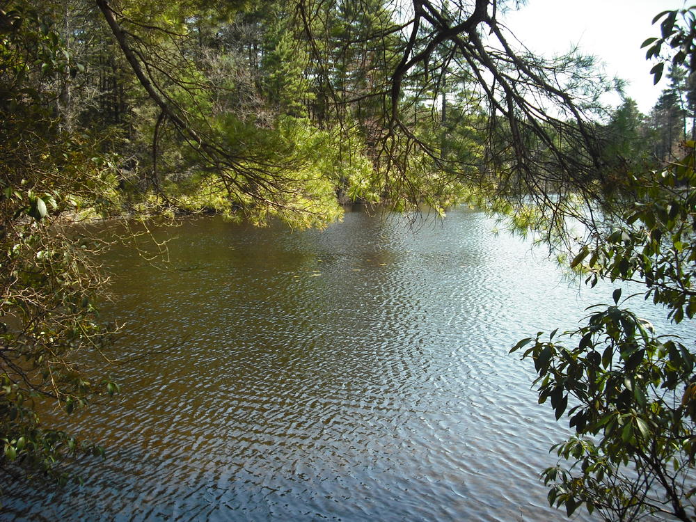 North end of the pond