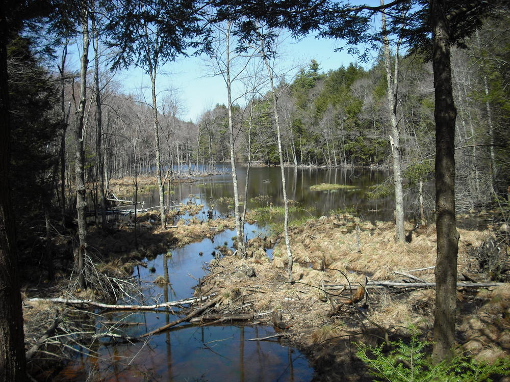 The result of a lot of beaver activity in the area