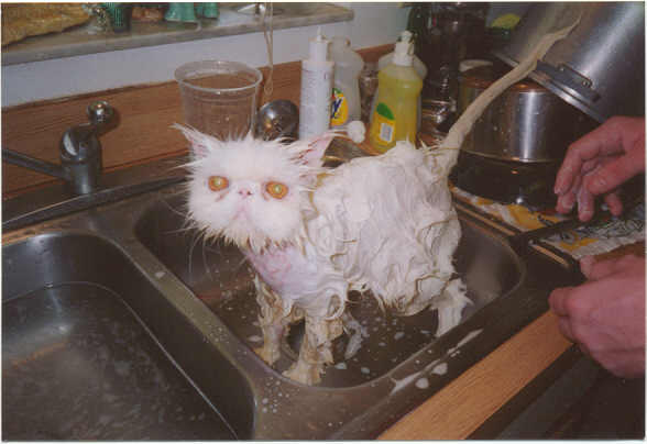 kittybath.jpg