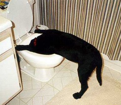 dog-drinking-from-toilet.jpg